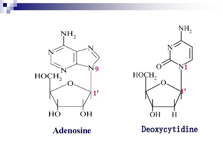 Adenosine 9 1 1 1 Deoxycytidine 