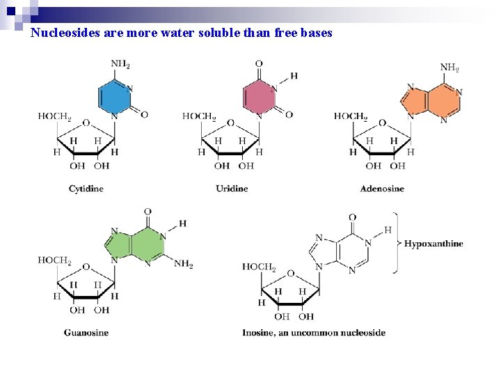 Nucleosides are more water soluble than free bases 