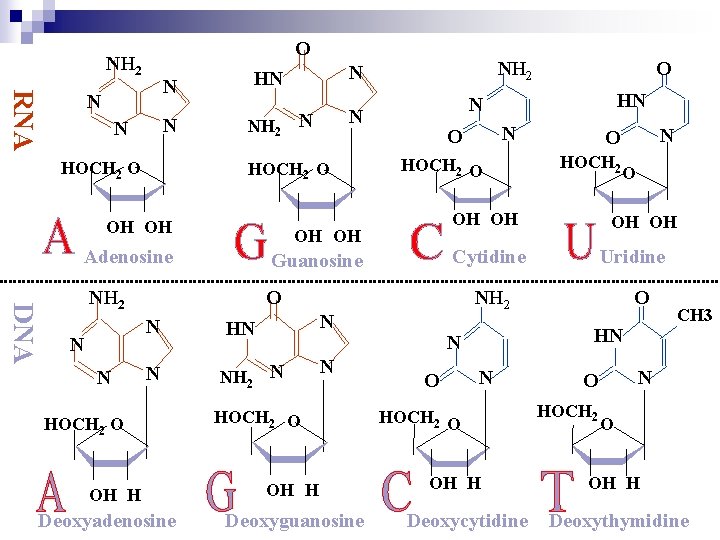 O NH 2 RNA N N HOCH 2 O DNA Guanosine NH 2 O