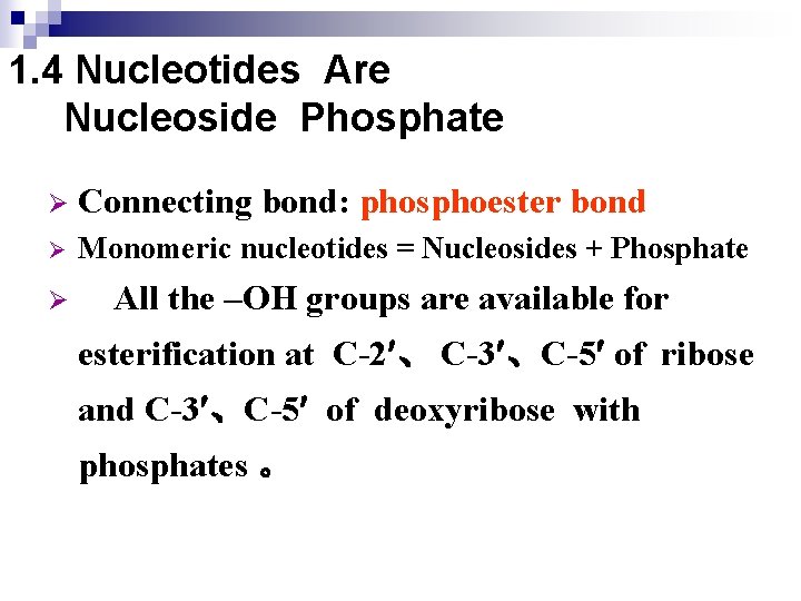 1. 4 Nucleotides Are Nucleoside Phosphate Ø Connecting bond: phosphoester bond Ø Monomeric nucleotides