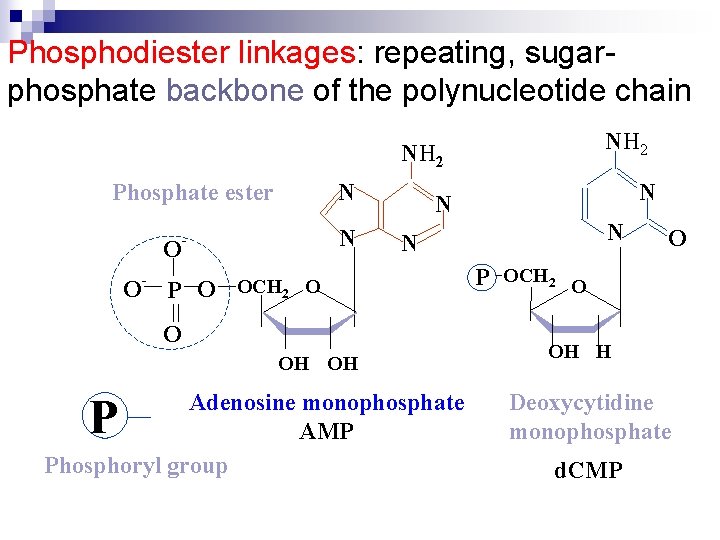 Phosphodiester linkages: repeating, sugarphosphate backbone of the polynucleotide chain NH 2 N Phosphate ester