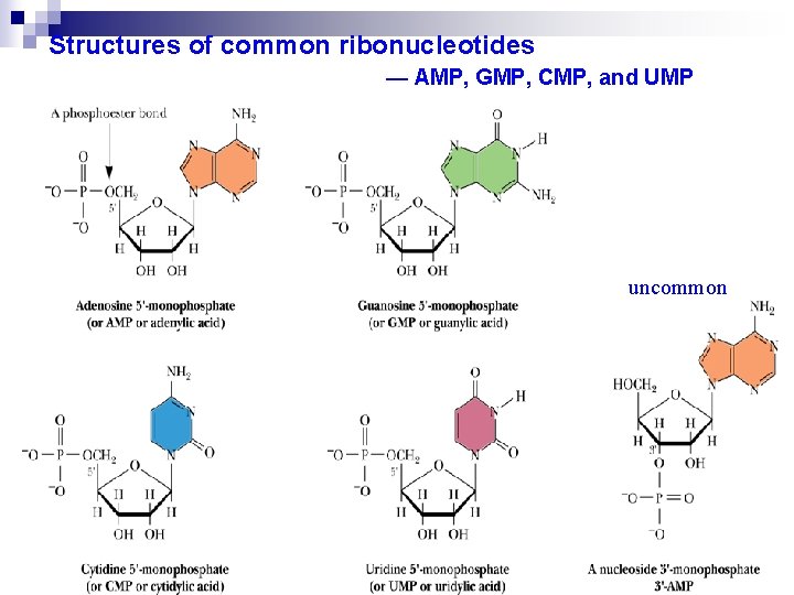 Structures of common ribonucleotides — AMP, GMP, CMP, and UMP uncommon 