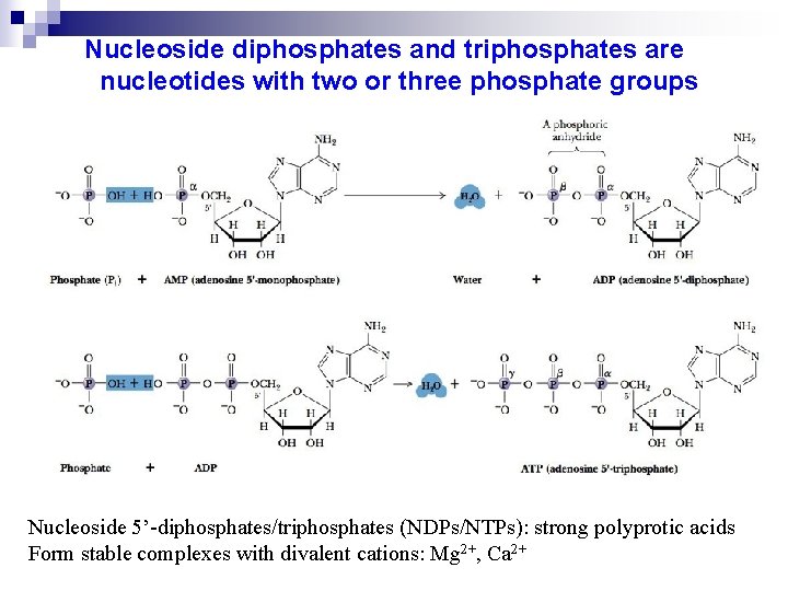 Nucleoside diphosphates and triphosphates are nucleotides with two or three phosphate groups Nucleoside 5’-diphosphates/triphosphates