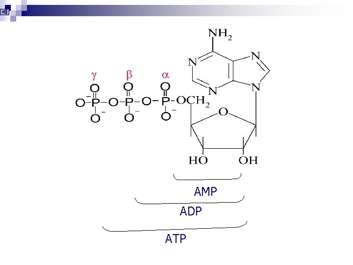  AMP ADP ATP 