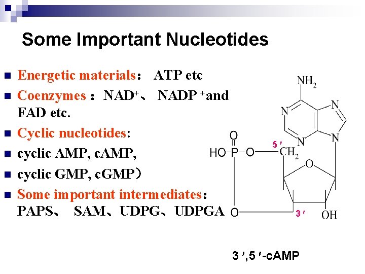 Some Important Nucleotides n n n Energetic materials： ATP etc Coenzymes ：NAD+、 NADP +and