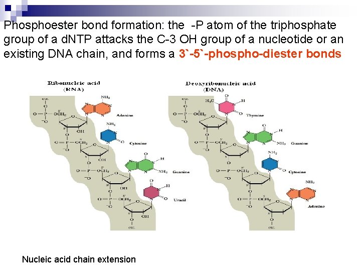 Phosphoester bond formation: the -P atom of the triphosphate group of a d. NTP