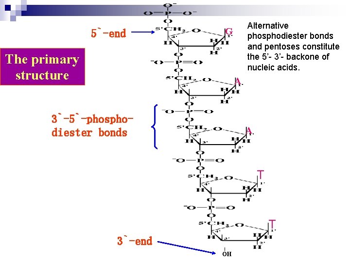 5`-end Alternative phosphodiester bonds and pentoses constitute the 5’- 3’- backone of nucleic acids.