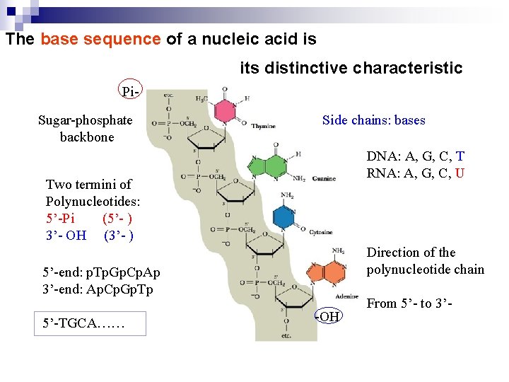 The base sequence of a nucleic acid is its distinctive characteristic Pi. Sugar-phosphate backbone