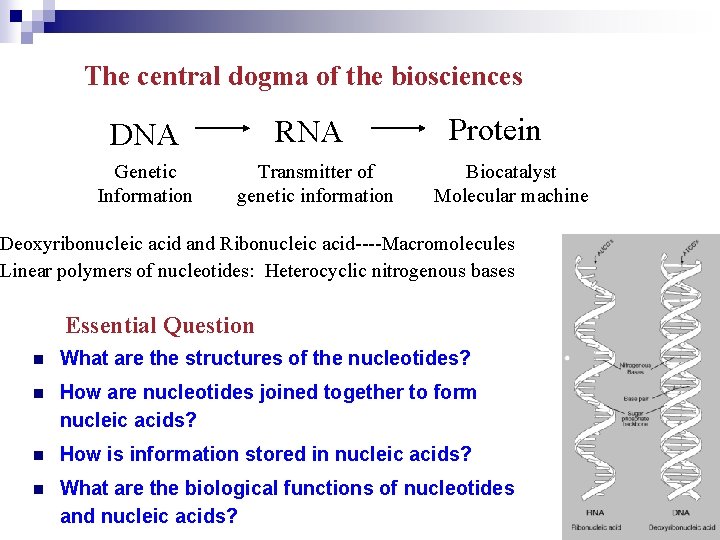 The central dogma of the biosciences RNA DNA Genetic Information Transmitter of genetic information