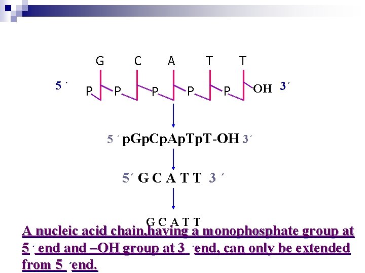 G 5´ P C P A P T P OH 3´ 5 ´ p.