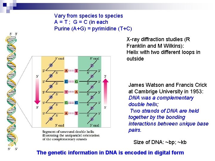 Vary from species to species A = T ; G = C (in each