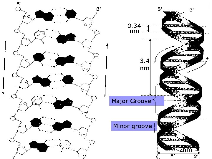 0. 34 nm 3. 4 nm Major Groove Minor groove 2 nm 