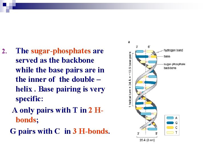 2. The sugar-phosphates are served as the backbone while the base pairs are in