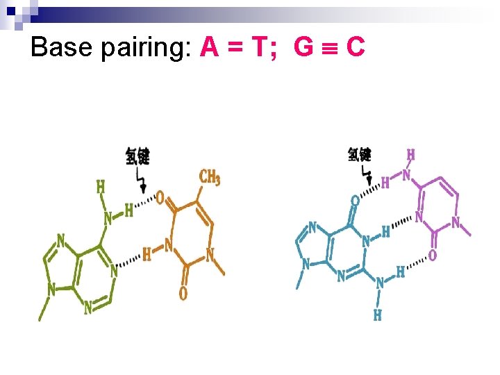 Base pairing: A = T; G C 