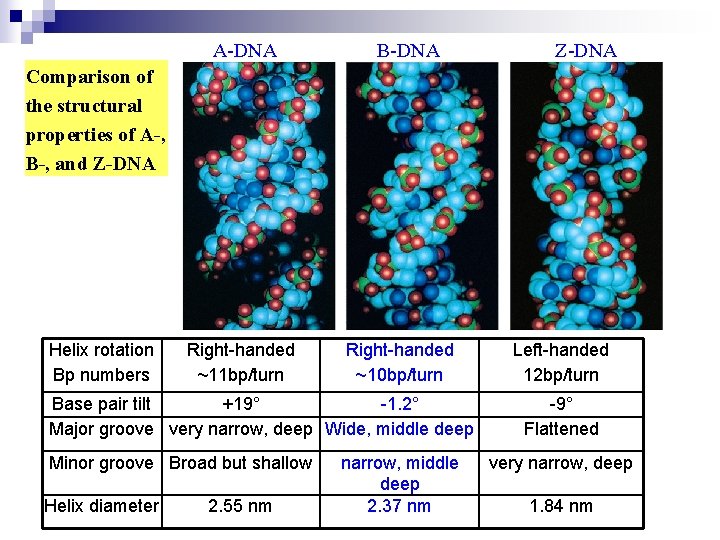 A-DNA B-DNA Z-DNA Comparison of the structural properties of A-, B-, and Z-DNA Helix