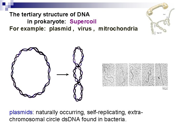 The tertiary structure of DNA in prokaryote: Supercoil For example: plasmid , virus ,