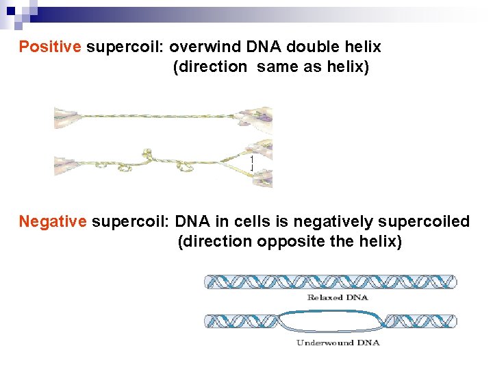 Positive supercoil: overwind DNA double helix (direction same as helix) Negative supercoil: DNA in