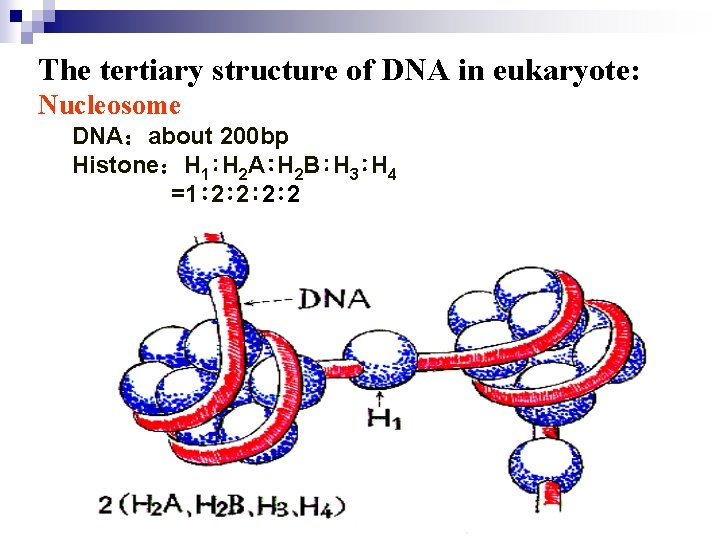 The tertiary structure of DNA in eukaryote: Nucleosome DNA：about 200 bp Histone：H 1∶H 2
