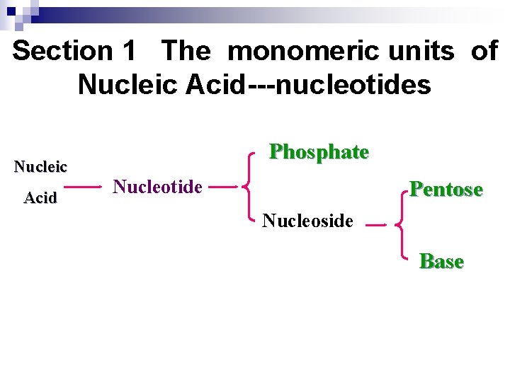 Section 1 The monomeric units of Nucleic Acid---nucleotides Nucleic Acid Phosphate Nucleotide Pentose Nucleoside