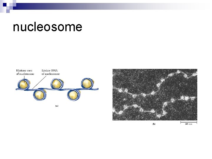 nucleosome 