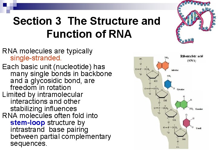 Section 3 The Structure and Function of RNA molecules are typically single-stranded. Each basic