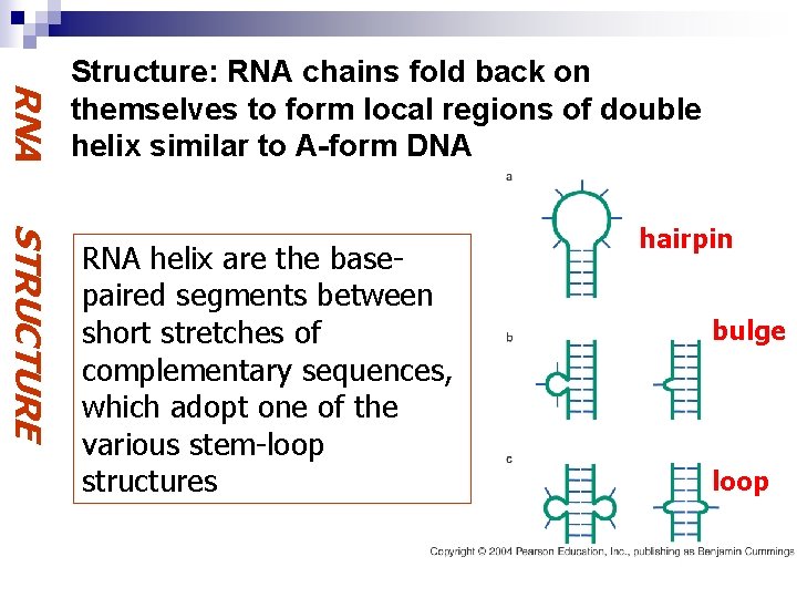 RNA Structure: RNA chains fold back on themselves to form local regions of double