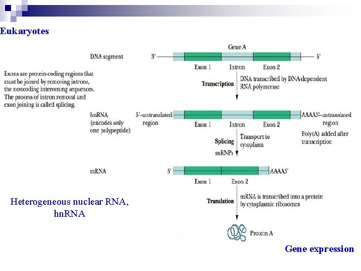 Eukaryotes Heterogeneous nuclear RNA, hn. RNA Gene expression 