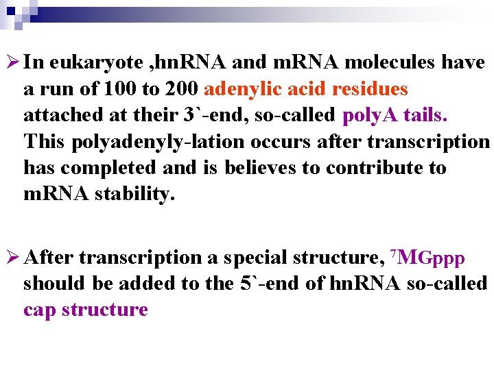 Ø In eukaryote , hn. RNA and m. RNA molecules have a run of