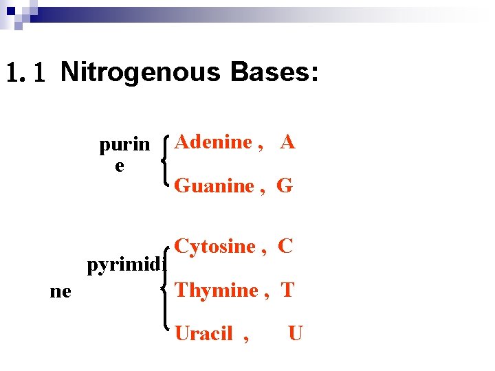 1. 1 Nitrogenous Bases: purin e pyrimidi ne Adenine , A Guanine , G