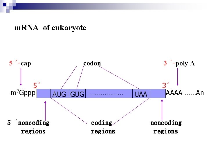 m. RNA of eukaryote 5 ´-cap 5´ m 7 Gppp 5 ´noncoding regions 3