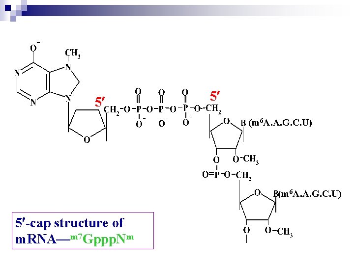 5 5 (m 6 A. A. G. C. U) 5 -cap structure of m.