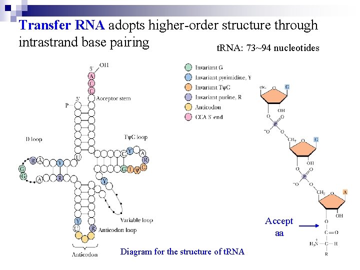 Transfer RNA adopts higher-order structure through intrastrand base pairing t. RNA: 73~94 nucleotides Accept