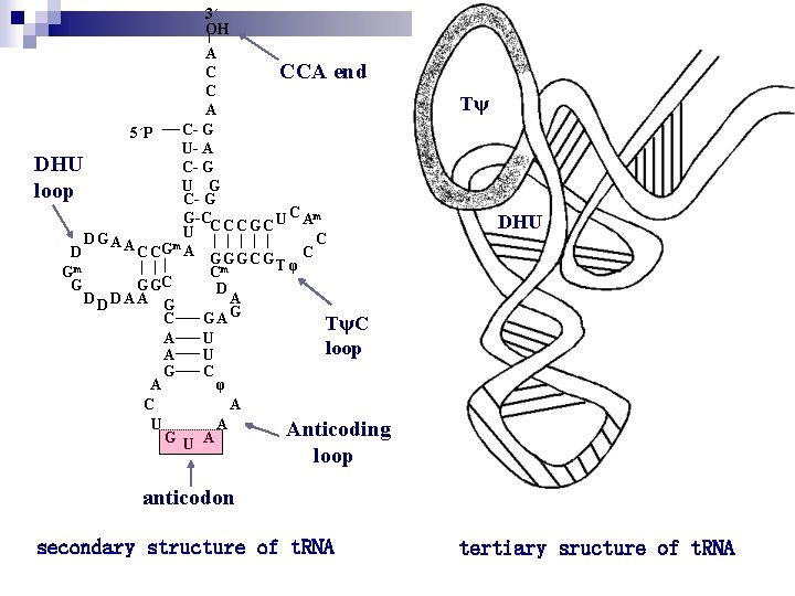 3´ OH A C CCA end C A C- G 5´P U- A DHU
