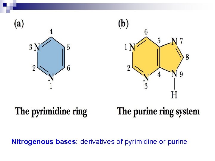 Nitrogenous bases: derivatives of pyrimidine or purine 