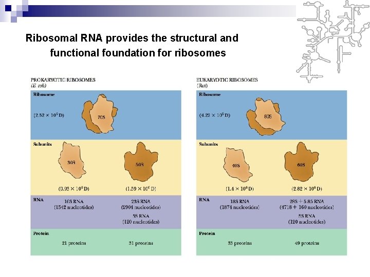 Ribosomal RNA provides the structural and functional foundation for ribosomes 