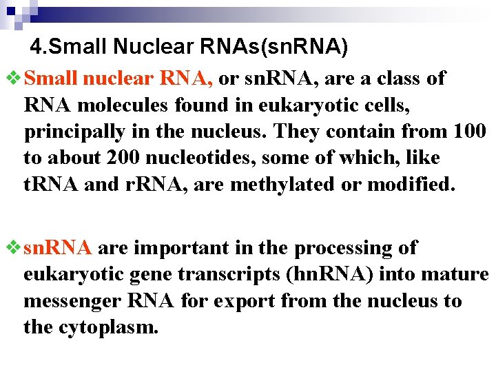 4. Small Nuclear RNAs(sn. RNA) v Small nuclear RNA, or sn. RNA, are a