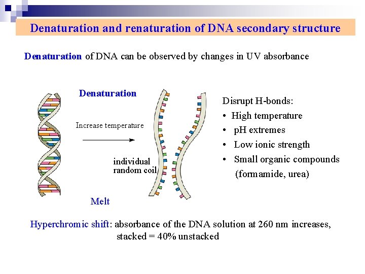 Denaturation and renaturation of DNA secondary structure Denaturation of DNA can be observed by