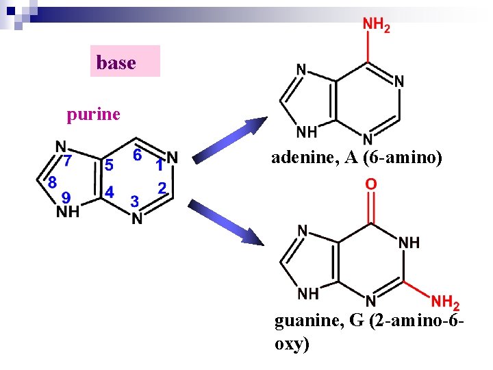 base purine adenine, A (6 -amino) guanine, G (2 -amino-6 oxy) 