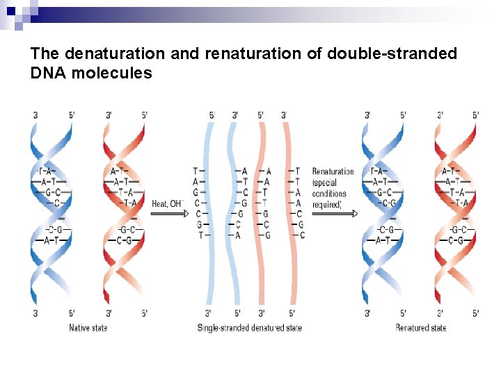 The denaturation and renaturation of double-stranded DNA molecules 