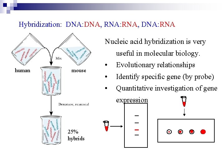 Hybridization: DNA, RNA: RNA, DNA: RNA Nucleic acid hybridization is very useful in molecular