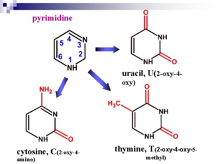 pyrimidine uracil, U(2 -oxy-4 oxy) cytosine, C(2 -oxy-4 amino) thymine, T(2 -oxy-4 -oxy-5 methyl)