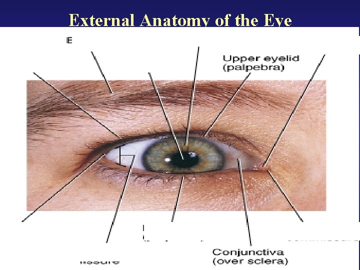 External Anatomy of the Eye 