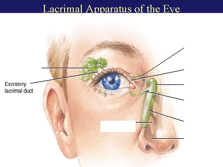 Lacrimal Apparatus of the Eye 