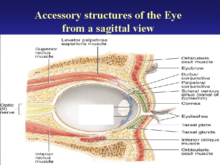 Accessory structures of the Eye from a sagittal view 