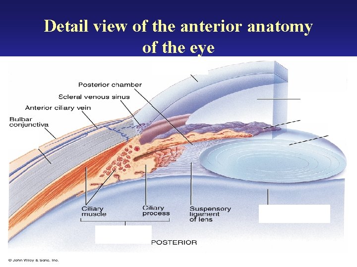 Detail view of the anterior anatomy of the eye 