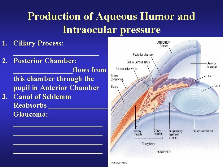 Production of Aqueous Humor and Intraocular pressure 1. Ciliary Process: ____________ 2. Posterior Chamber: