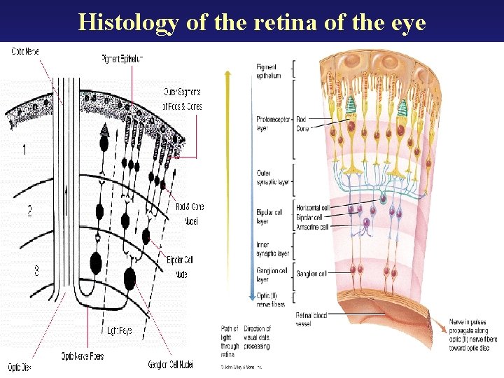 Histology of the retina of the eye 