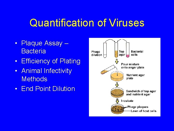 Quantification of Viruses • Plaque Assay – Bacteria • Efficiency of Plating • Animal