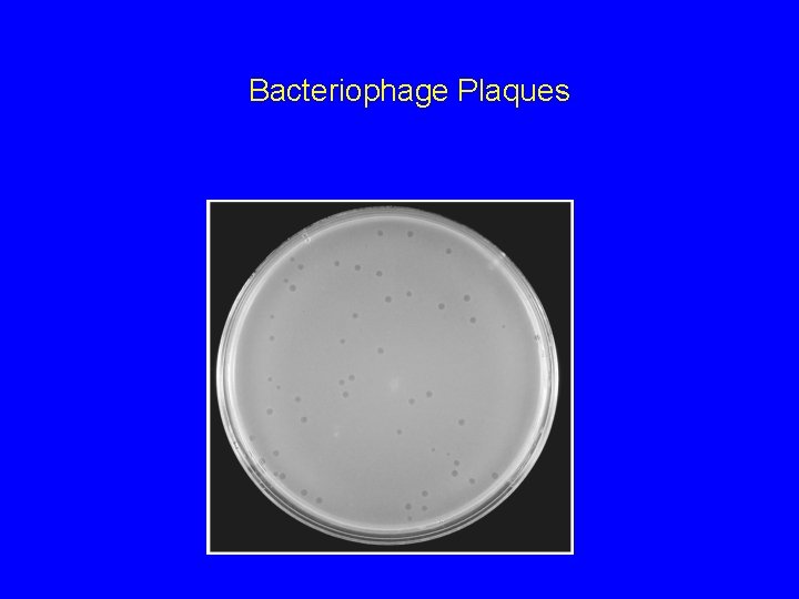 Bacteriophage Plaques 