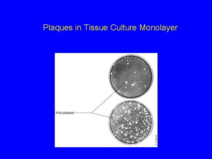 Plaques in Tissue Culture Monolayer 